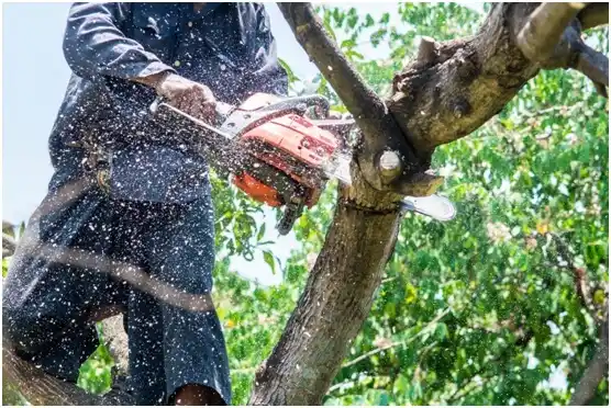 tree services North Salt Lake